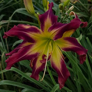 Widow Maker Daylily